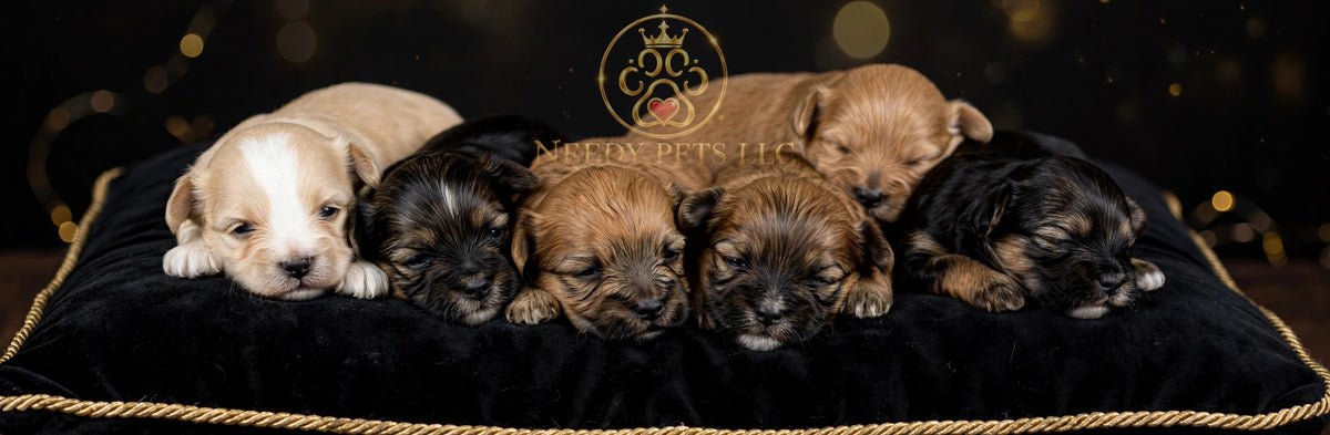 Needy Pets LLC Morkie litter on a black velvet pillow with gold logo backdrop